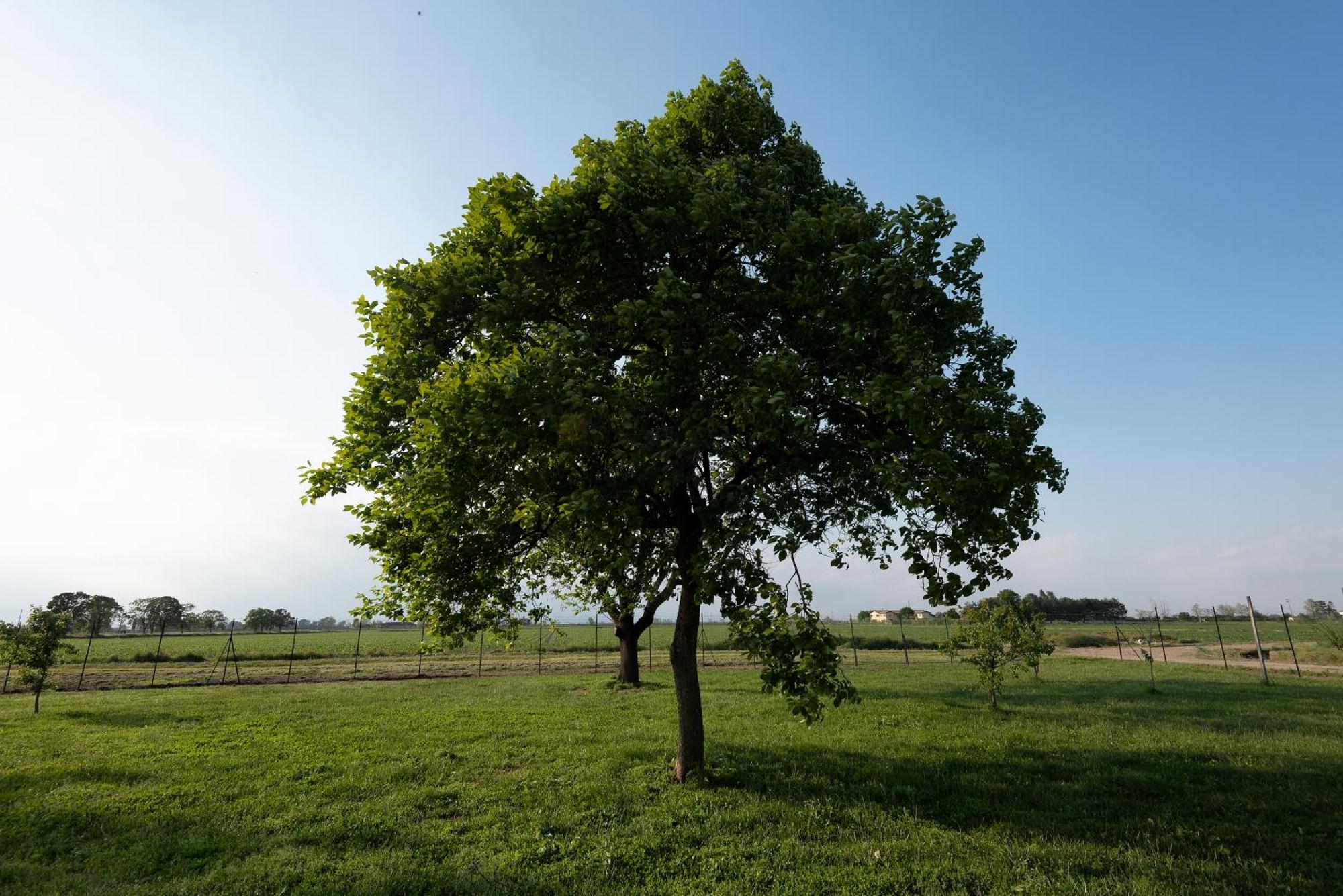 Agriturismo Cascina Graziosa Cameriano ภายนอก รูปภาพ